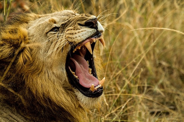 Roaring lion